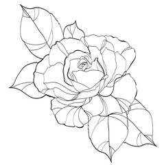 sketch of rose