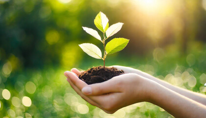 Environment concept, Earth Day In the hands of trees growing seedlings, Bokeh green Background, Female hand holding tree on nature field grass Forest conservation concept