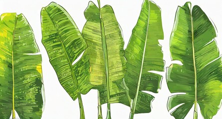 Tropical Leaves: Set of tropical summer banana leaves, green plants graphics vector art, exotic nature leaves set isolated on white background. Forest jungle greenery nature illustration - obrazy, fototapety, plakaty