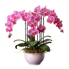 Naklejka premium Orchid Elegance in a Pot on a transparent background
