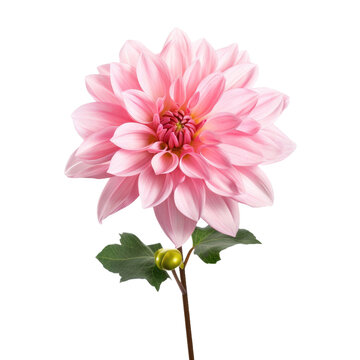 Pink Dahlia flower blooming branches isolated on a white background