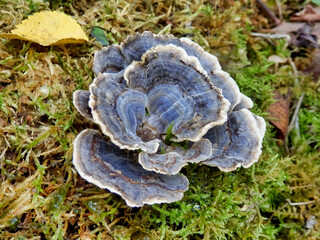 Close up of Trametes versicolor aka Turkey Tails growing in moss
