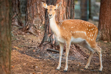 Eurasian female fallow deer stands on its feet and looks towards the camera lens in the forest between trees on a sunny summer day.	