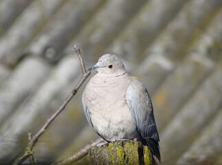 A Eurasian collared dove (Streptopelia decaocto) sits on a wooden post