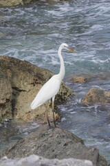 White crane bird