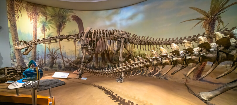Drumheller, Alberta, Canada. Feb 19, 2024. A Camarasaurus supremus skeleton at the Royal Tyrrell Museum.