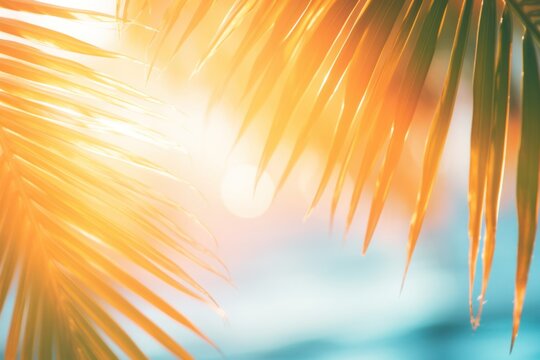 palm leaves against the sun and water