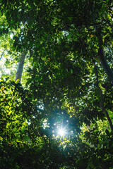Fototapeta premium Earth Day eco concept with tropical forest background, natural forestation preservation scene with canopy tree in the wild, concept on sustainability and environmental renewable