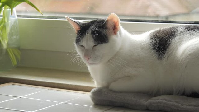 A young adult black and white European Shorthair cat is resting on the windowsill