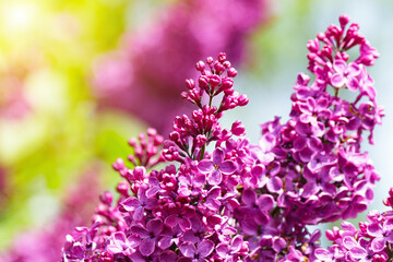 Purple lilac flowers on the bush. Beautiful Syringa flowers, selective focus.