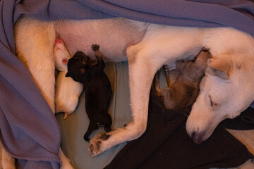 Newborn puppies. Baby dogs with their mother