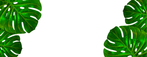 Banner of tropical palm leaf monstera frame border design on transparent background. Green leaves flat lay, top view