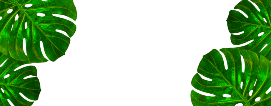 Banner of tropical palm leaf monstera frame border design on transparent background. Green leaves flat lay, top view - Powered by Adobe