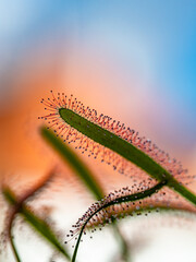 Fleisch fressende Pflanze Sonnentau