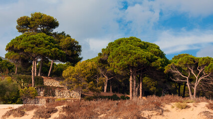 Pine trees on the coast of Costa Brava, Catalonia, Spain