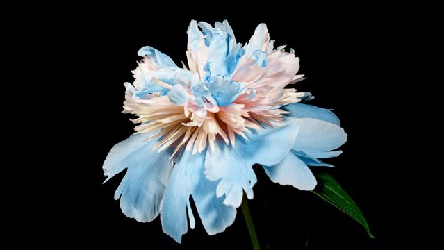 Beautiful Blue Peony Flower Blooming in Timelapse Close up on a Black Background. Tender Blossoms Moving in Time Lapse