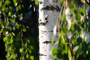 Birch tree trunk on a bright sunny summer day, closeup