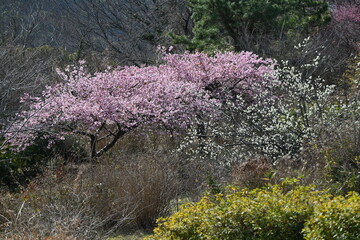 Early blooming cherry blossoms. In recent years, cherry blossoms seem to be blooming earlier due to...