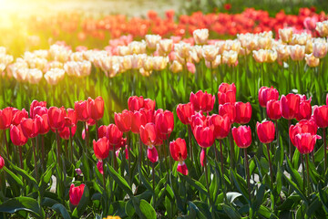 Selective focus row of multi colour tulip in the field, Line of colourful flowers in the farm, Tulips are a genus of perennial herbaceous bulbiferous geophytes, Nature floral background