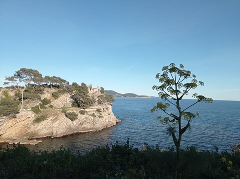 Mediterranean rocky shore in southern France, with view on Chapel Notre-Dame-du-cap-Falcon and crique du fer &agrave; cheval on the Mediterranee, Toulon, France. Angelica archangelica in the foreground 