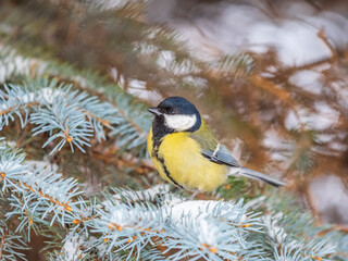 Cute bird Great tit, songbird sitting on the fir branch with snow in winter