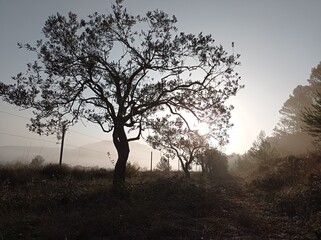 The old olive tree silhouette when sun appears in the mist in winter