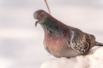 Close-up front view of a multi-colored Caucasian pigeon sitting on snow-covered stairs in winter in the park