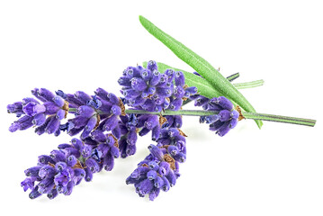 Lavender flowers isolated on a white background. Bunch of lavender flowers with green leaves. - 741879295