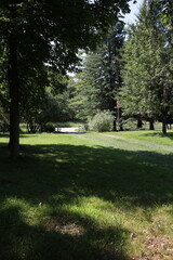 tall trees growing in the forest