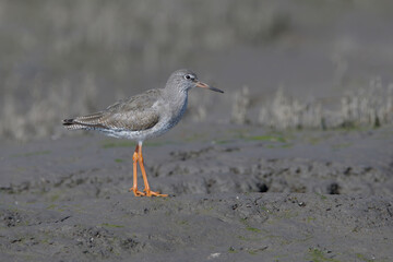 Redshank