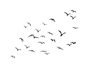flock of birds - obrazy, fototapety, plakaty