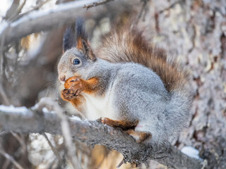 The squirrel with nut sits on tree in the winter or late autumn