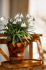 Snowdrop spring flowers. Ceramic flowerpot with snowdrops on background of folding wooden ladder.