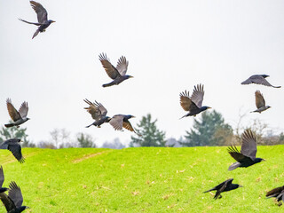 Obraz premium Krähen fliegen über das Feld
