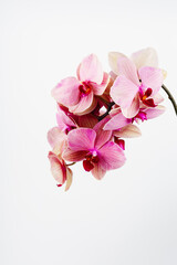 Fototapeta premium Branch of pink orchid.
