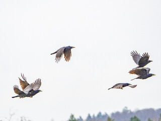 Krähen fliegen über das Feld