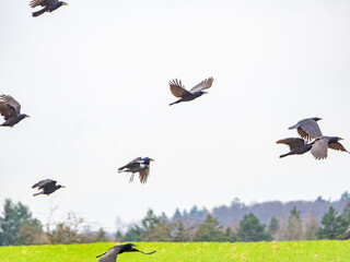 Krähen fliegen über das Feld