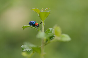 Colourful beetle