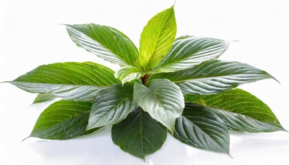 ornamental plant isolated on white background