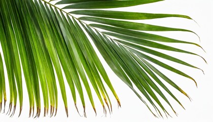 palm tree leaf isolated