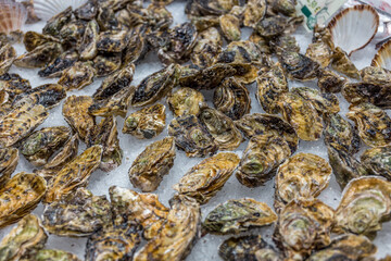 Fresh raw shells in the market on the ice - Spain