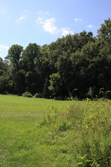 tall trees growing in the forest