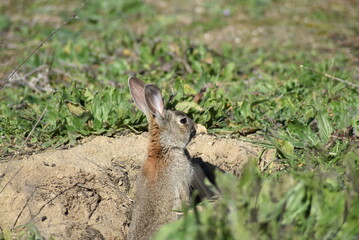 Wild rabbit watching from the entrance of its burrow