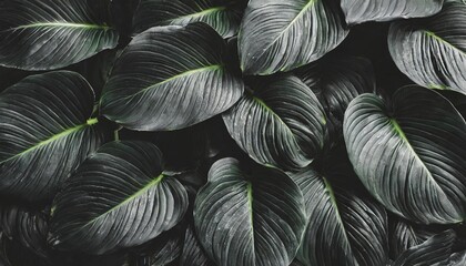textures of abstract black leaves for tropical leaf background flat lay dark nature concept tropical leaf digital