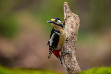 Closeup of a great spotted woodpecker, Dendrocopos major, perched in a forest