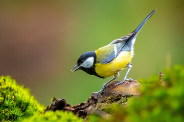 Great tit Parus major bird closeup