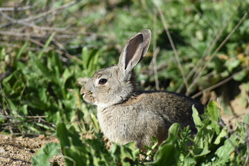 Wild rabbit calmly resting in the meadow