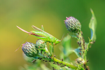 conocephalus fuscus, long-winged conehead bushcricket, resting in a meadow