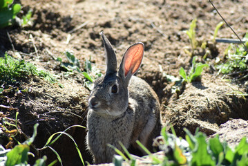Naklejka na ściany i meble Wild rabbit watching from the entrance of its burrow