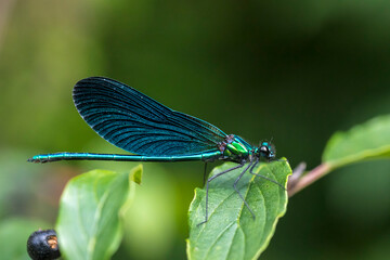 beautiful demoiselle Calopteryx virgo dragonfly resting